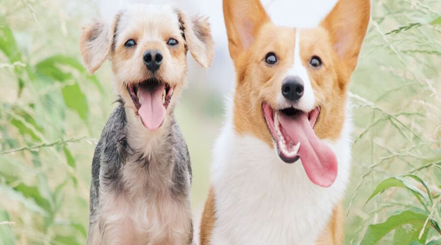 The Ultimate Guide to Dog Breeds: Characteristics, Temperament, and Care Needs